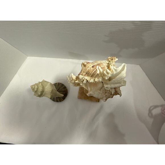Conch Shell Set on Pedestal, coastal décor, beach accents, Sea Shore/Nautical - Picture 8 of 9